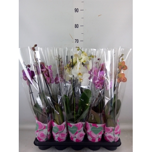 Phalaenopsis   ...mix  5