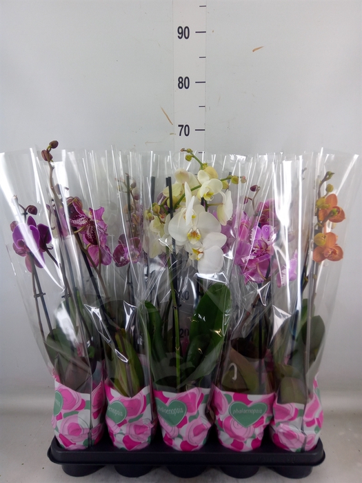 <h4>Phalaenopsis   ...mix  5</h4>
