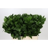 Ruscus Hypophyllum