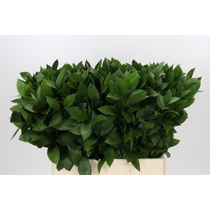 Ruscus Hypophyllum