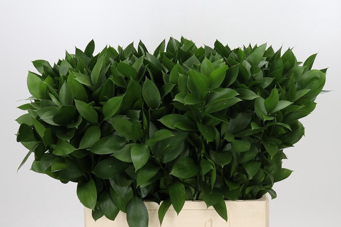 Ruscus Hypophyllum