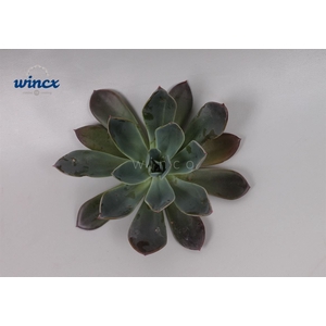 Echeveria Blue Prince Cutflower Wincx-8cm