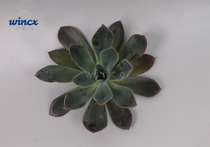 Echeveria Blue Prince Cutflower Wincx-8cm