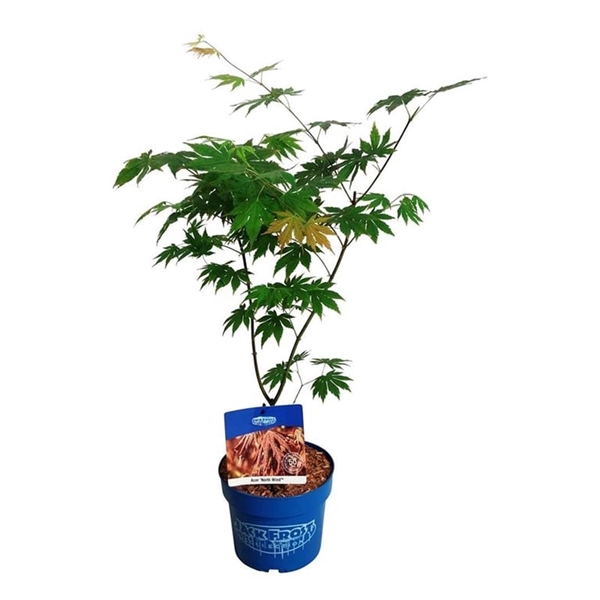 <h4>Acer North Wind ®</h4>