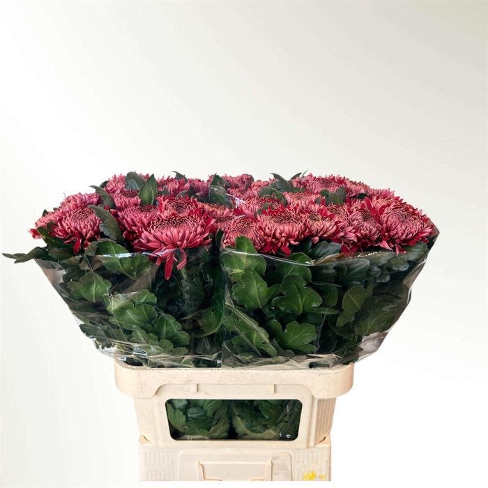 <h4>CHR G REGALMIST ROOD CHR G REGALM R</h4>