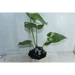 MONSTERA THAI CONSTELLATION P18