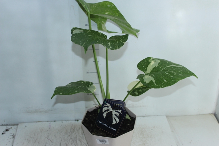 <h4>MONSTERA THAI CONSTELLATION P18</h4>