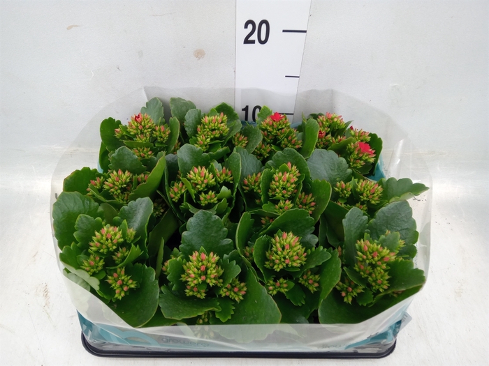 <h4>Kalanchoe blos.   ..</h4>