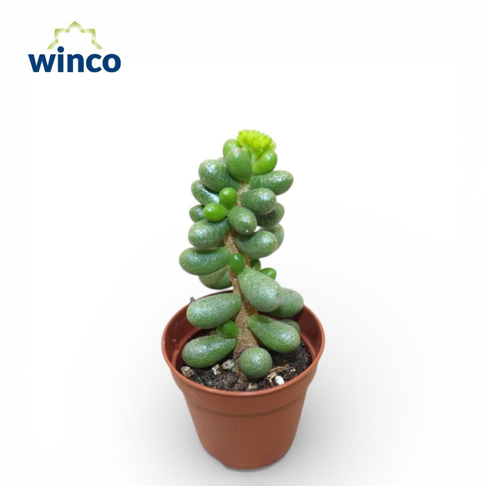 <h4>Sedum Hernandezii</h4>