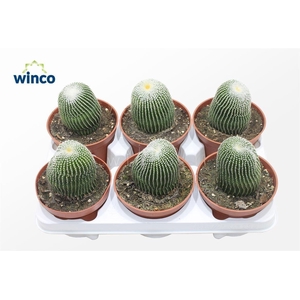 PARODIA LENINGHAUSII