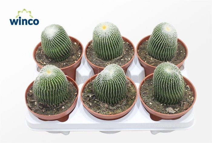 <h4>PARODIA LENINGHAUSII</h4>