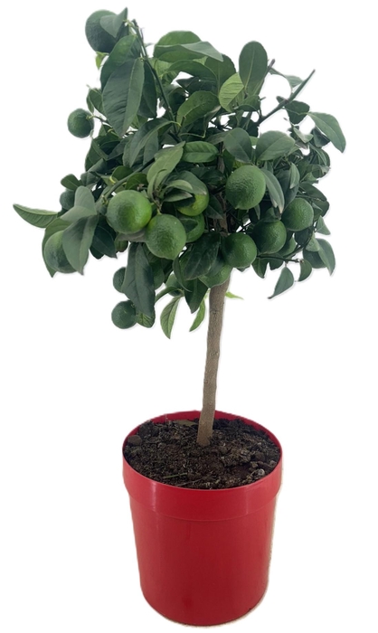 <h4>Citrus lemon rosso</h4>