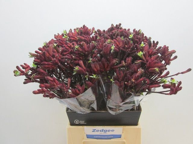 <h4>ANIGOZ EARLY SPRING</h4>