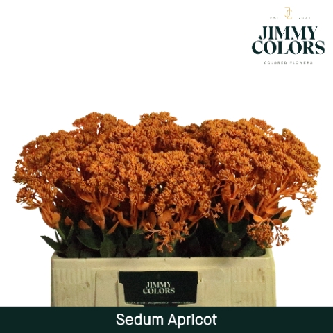 <h4>Sedum L55 Klbh. Apricot</h4>