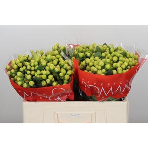 Hypericum Smiley Romance