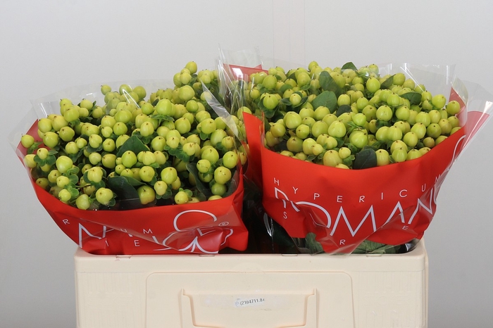Hypericum Smiley Romance