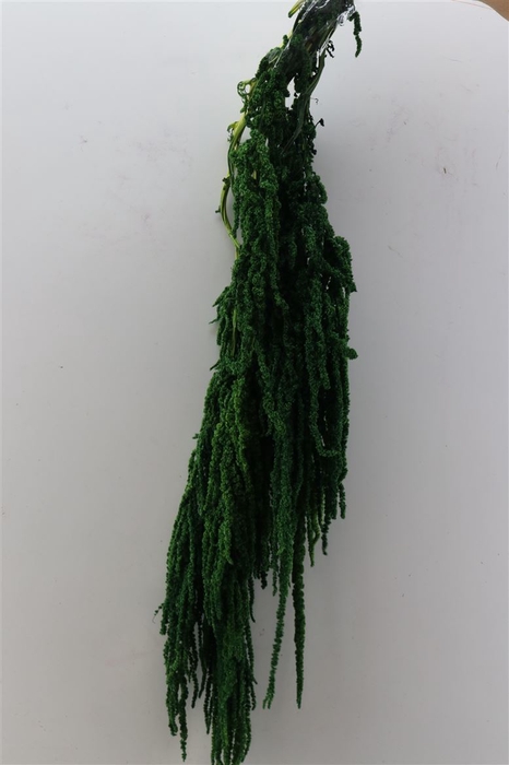 <h4>Pres Amaranthus Caud Green Bunch</h4>