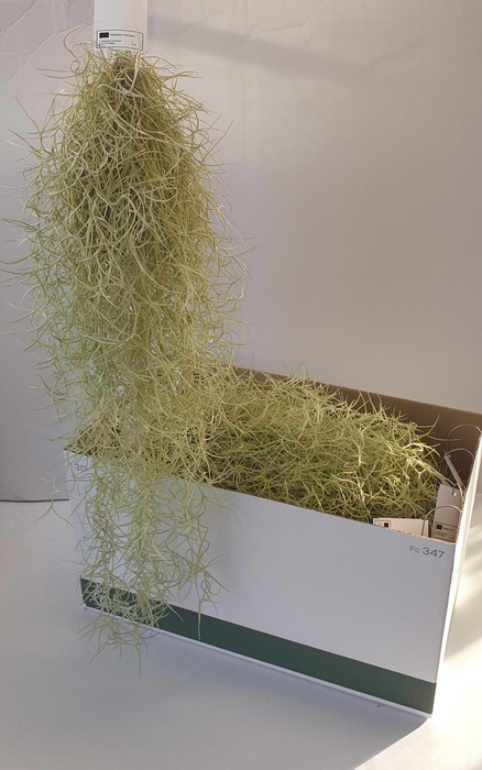 <h4>TILL USNEOIDES</h4>