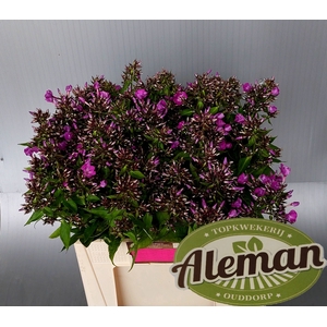 PHLOX P MISS DELILAH