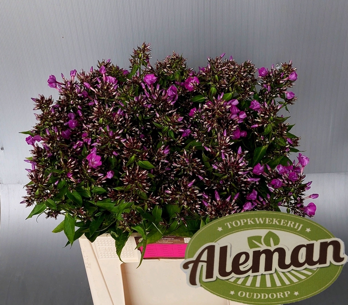 <h4>PHLOX P MISS DELILAH</h4>