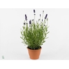 Lavandula angus. 'Ellagance Purple'