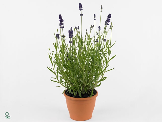 Lavandula angus. 'Ellagance Purple'