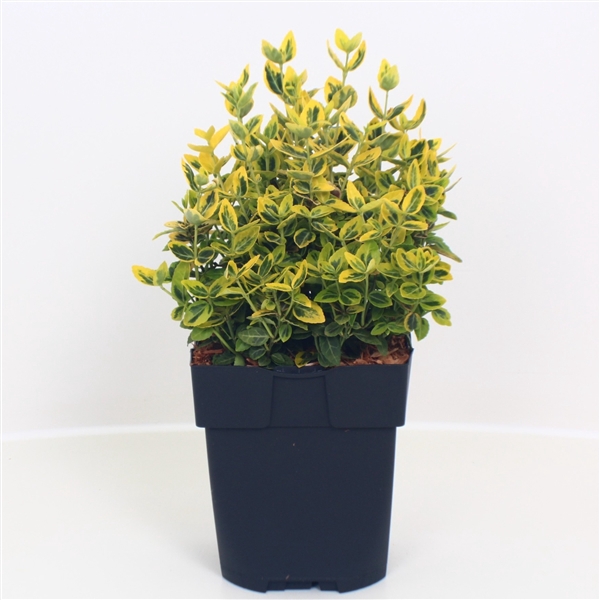<h4>Euonymus fortunei 'Emerald 'n' Gold' P17</h4>