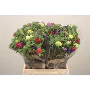 Anemone Galil Mixed In Bunch