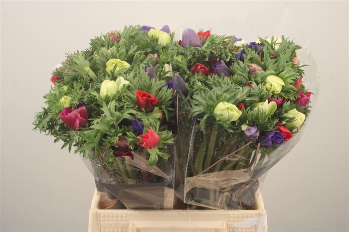 <h4>Anemone Galil Mixed In Bunch</h4>
