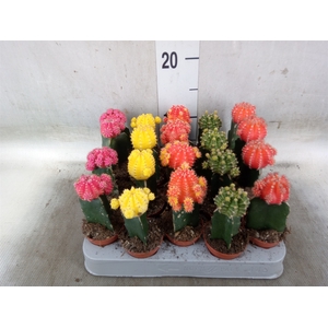 Gymnocalycium mihanov. 'Japan'  mix