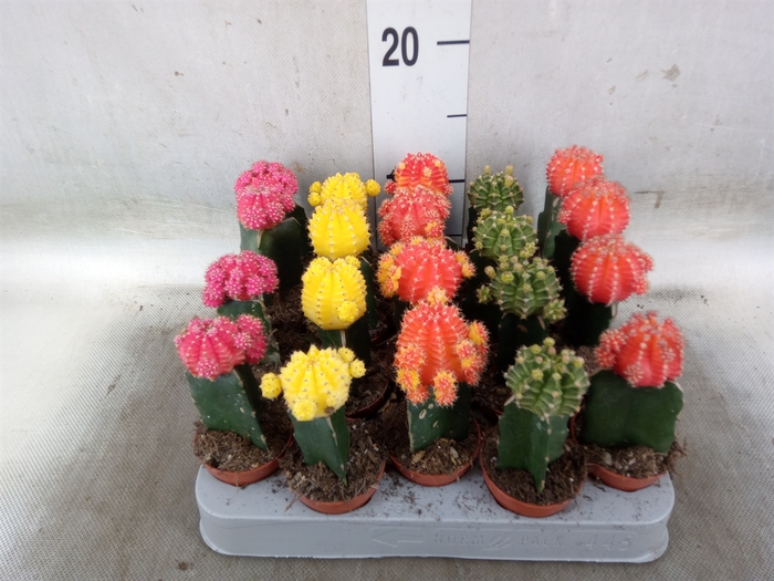 <h4>Gymnocalycium mihanov. 'Japan'  mix</h4>