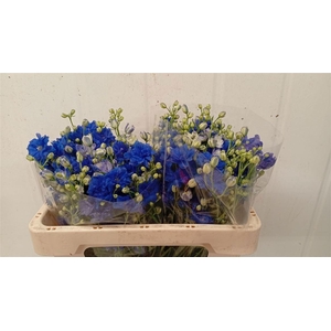 DELPH EL BIJOU AQUAMARINE