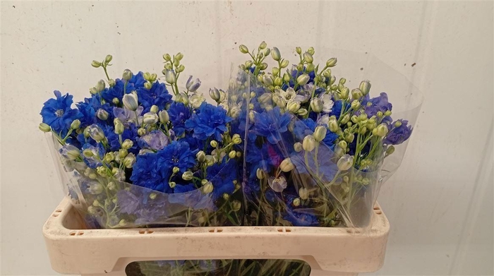 <h4>DELPH EL BIJOU AQUAMARINE</h4>