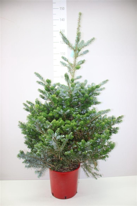 <h4>Abies Koreana Rode Ompot</h4>