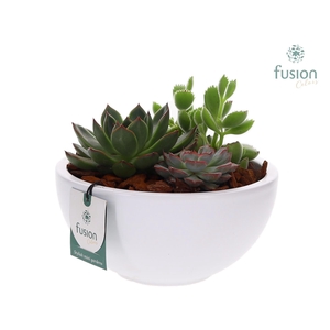 Keramieken moonschaal met succulenten