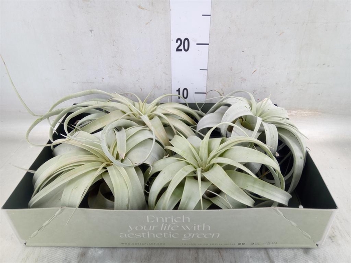 <h4>Tillandsia xerographica</h4>