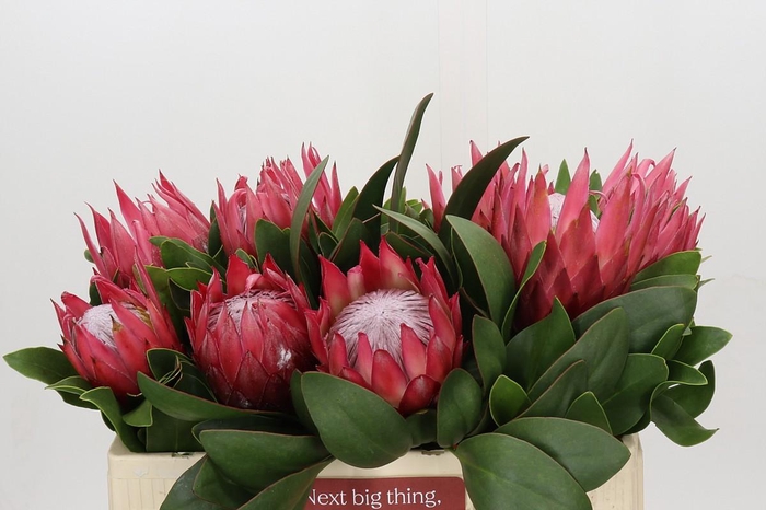 <h4>Protea Cynaroides Madiba</h4>