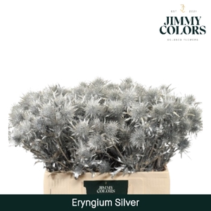 Eryngium (distel) L60 Zilver