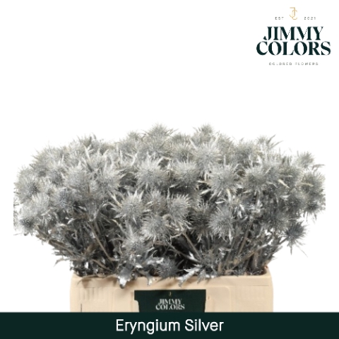 <h4>Eryngium (distel) L60 Zilver</h4>