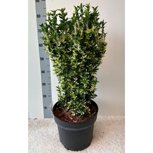 EUONYMUS OV