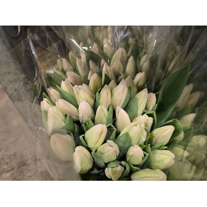 Tulpes Baltos LT