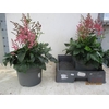 Astilbe arendsii 'Federsee'