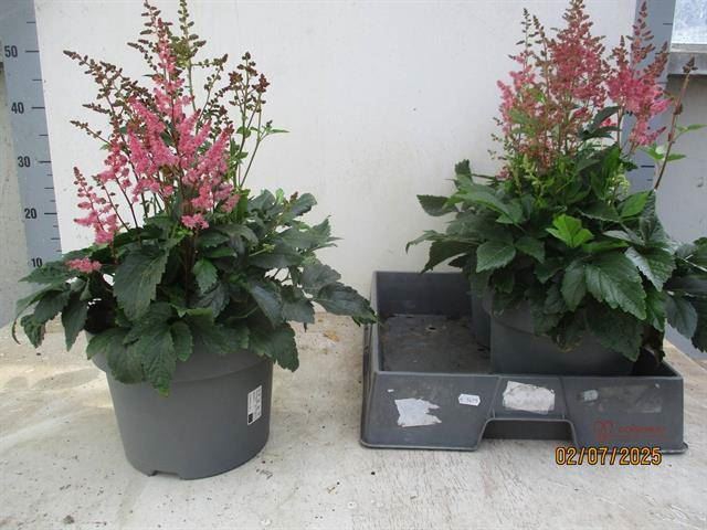 Astilbe arendsii 'Federsee'
