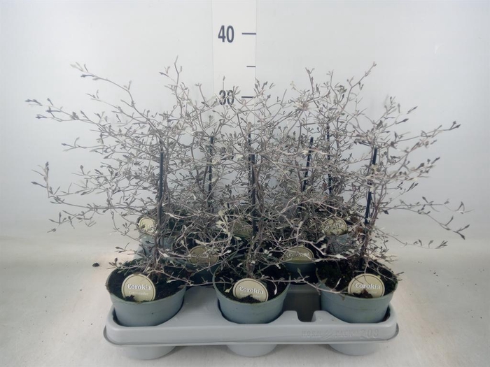 <h4>Corokia cotoneaster</h4>