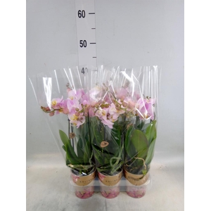 Phalaenopsis multi. 'FC Angel Eyes'