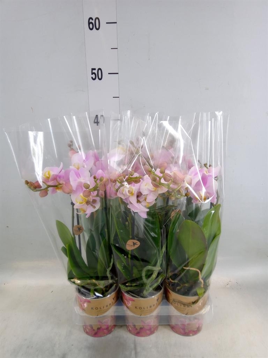<h4>Phalaenopsis multi. 'FC Angel Eyes'</h4>