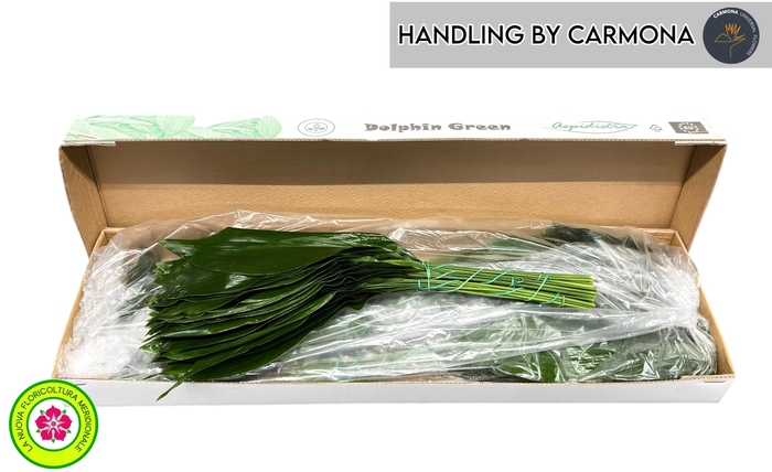 <h4>ASPID ELATIOR</h4>