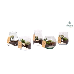 Glazen vazen mix met Succulenten