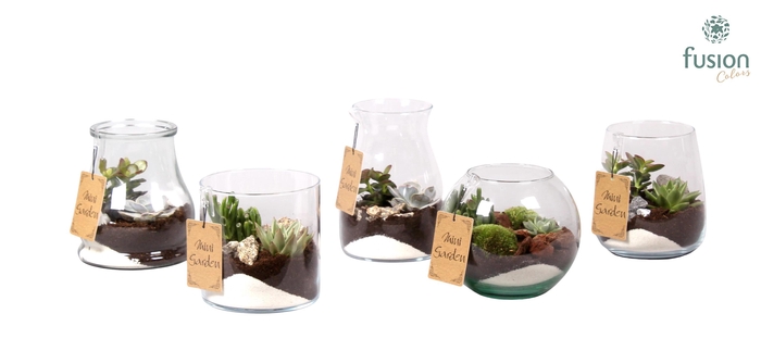 <h4>Glazen vazen mix met Succulenten</h4>