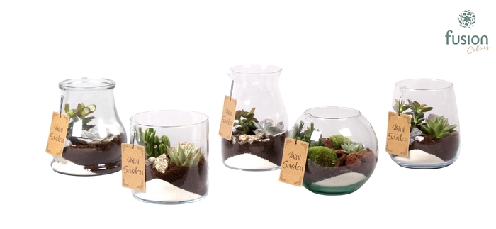 <h4>Glazen vazen mix met Succulenten</h4>
